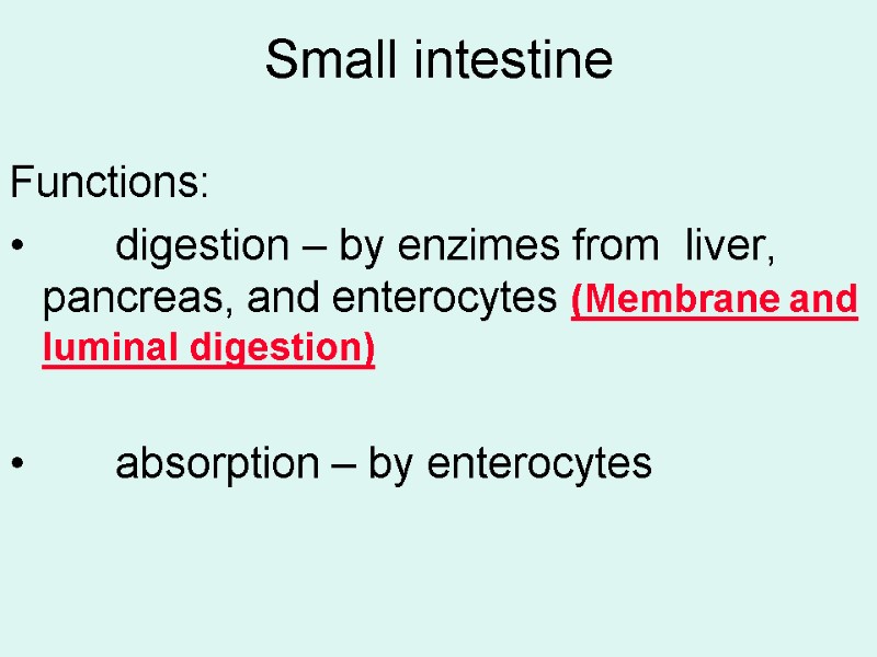 Small intestine  Functions:       digestion – by enzimes